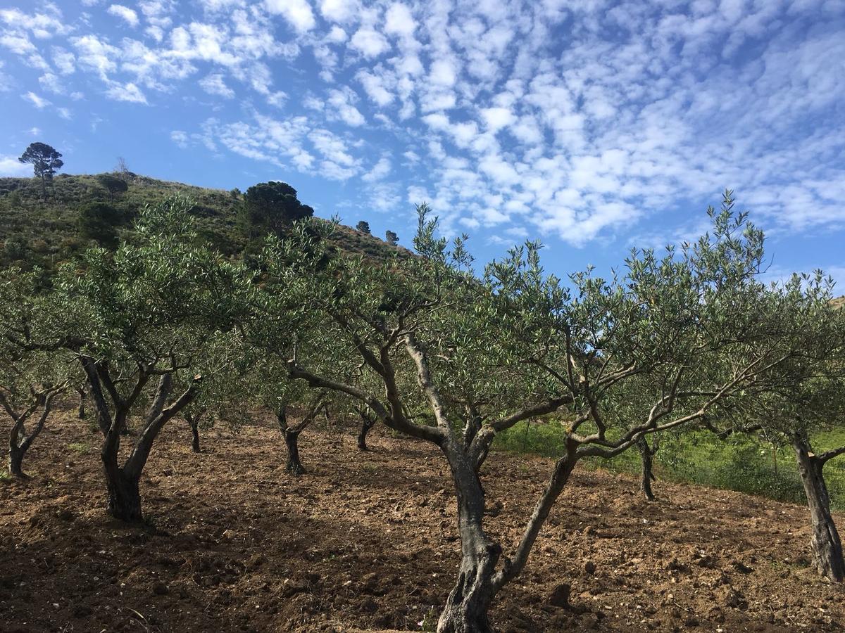Agriturismo Casebianche 蒙塔莱格罗 外观 照片